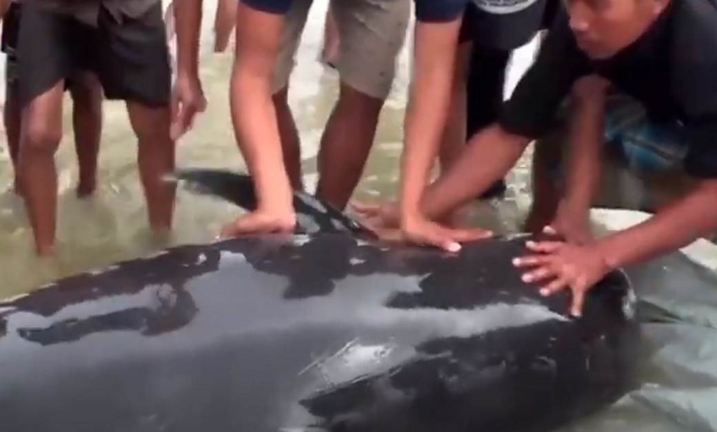  MRTVI KITOVI PREPLAVILI PLAŽU, LJUDI SE FOTOGRAFIŠU I SJEDE NA NJIMA! 