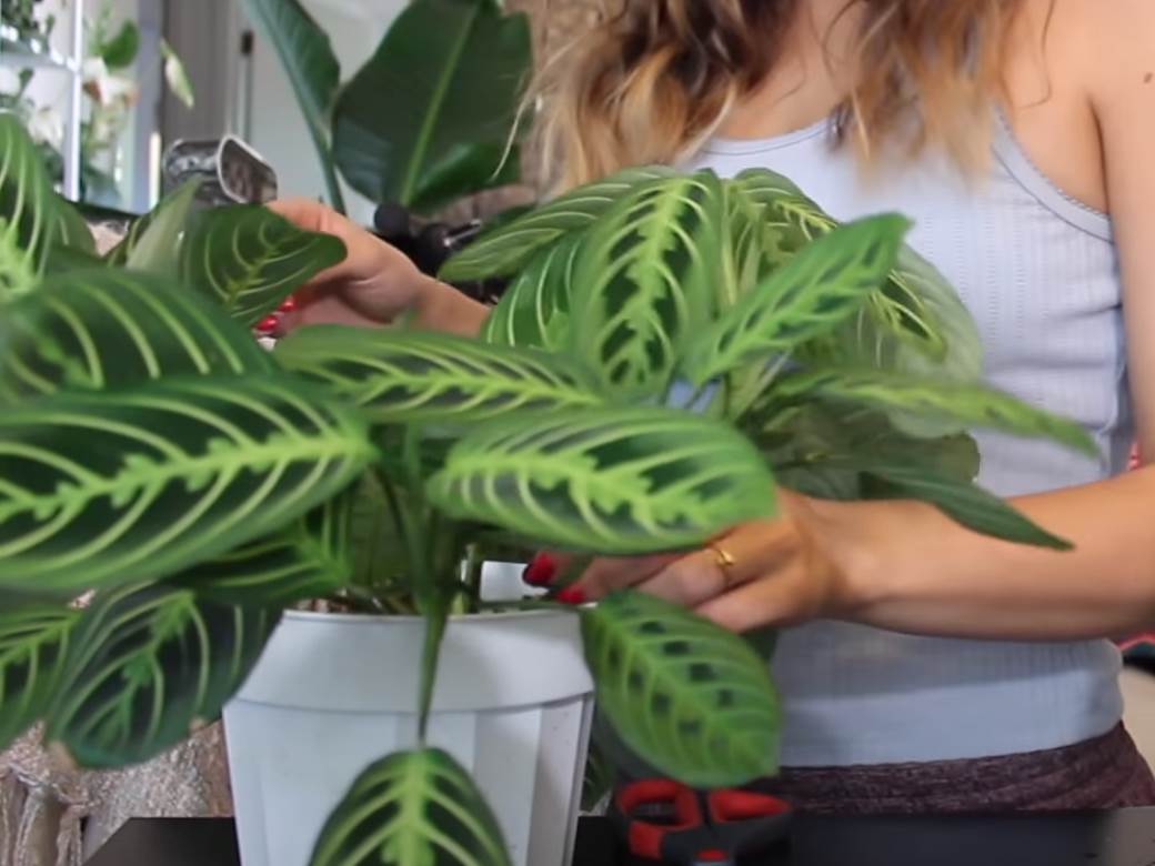  feng sui saveti za novac 