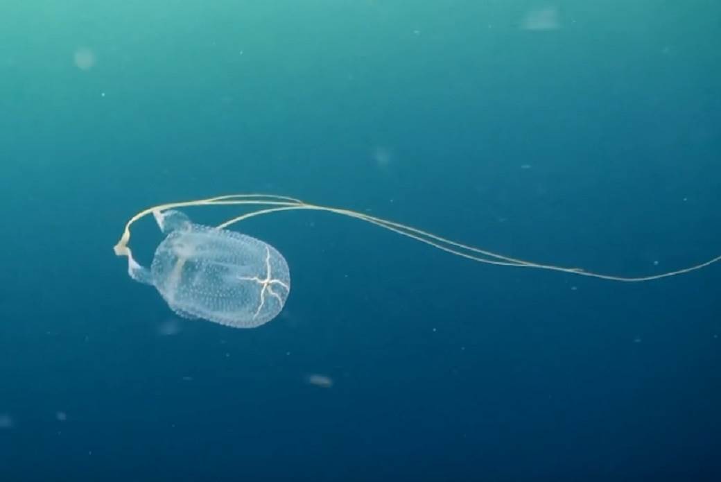  australija meduza napad 