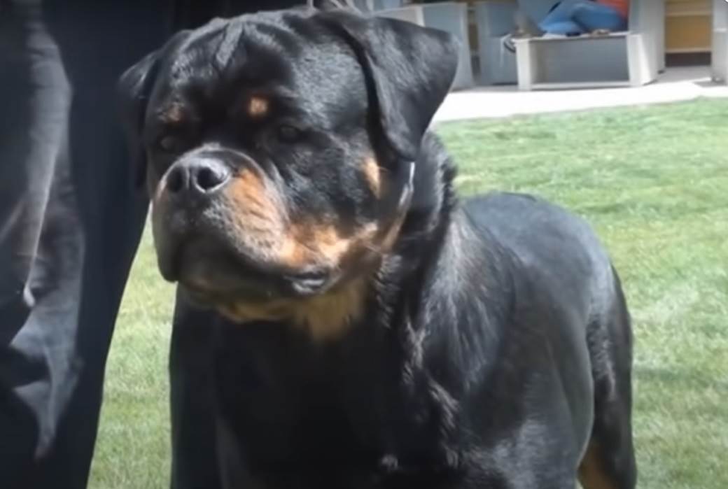  australija rotvajleri napali bebu 