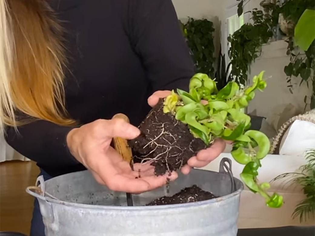  sađenje cvijeca savjeti biljke 