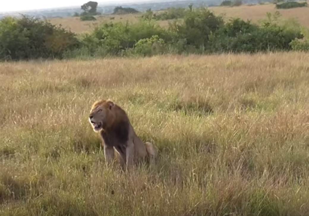 ubili i raskomadali šest lavova u ugandi 