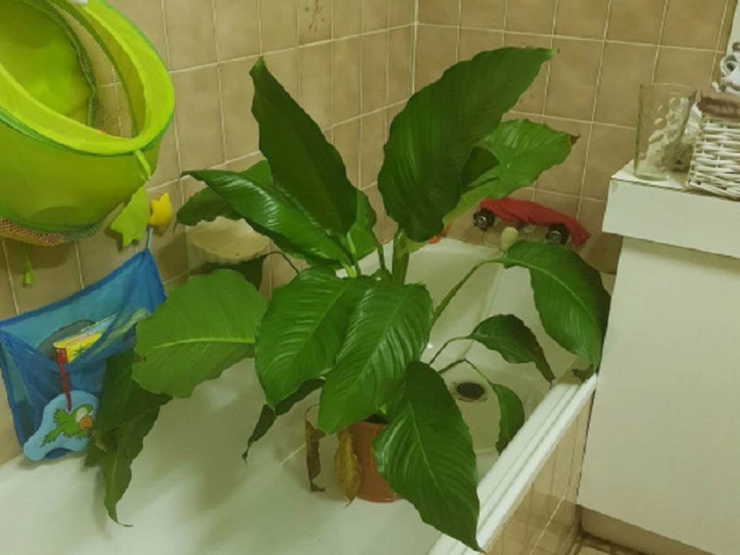  kako ozivjeti biljke  