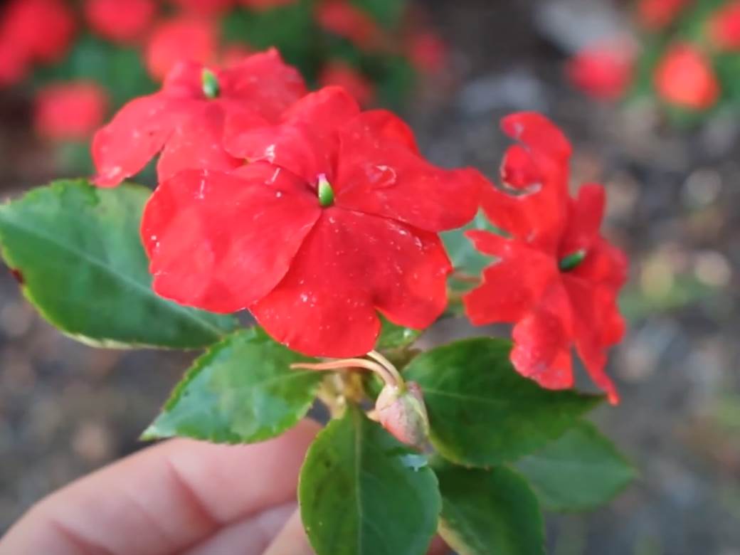  SAVRŠENO CVEĆE ZA STAN ILI BAŠTU: Ne zahteva mnogo truda a ulepšaće svaki prostor, bujno je i raznobojno! 