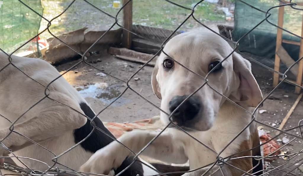  Ratka Tanjević psi lutalice briga NVO 