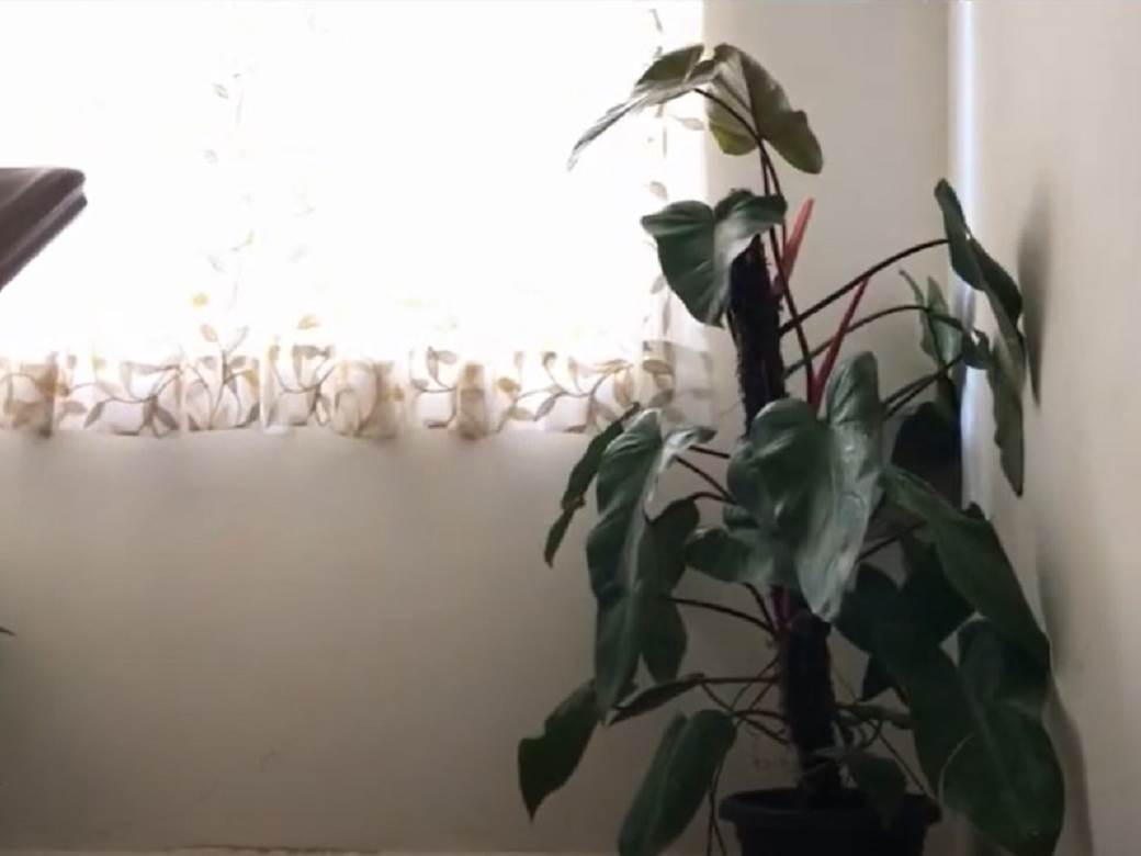  10 BILJAKA KOJE NE SMETE DA DRŽITE U STANU: Ljudi ne znaju da su otrovne, neke od njih svi imamo! 