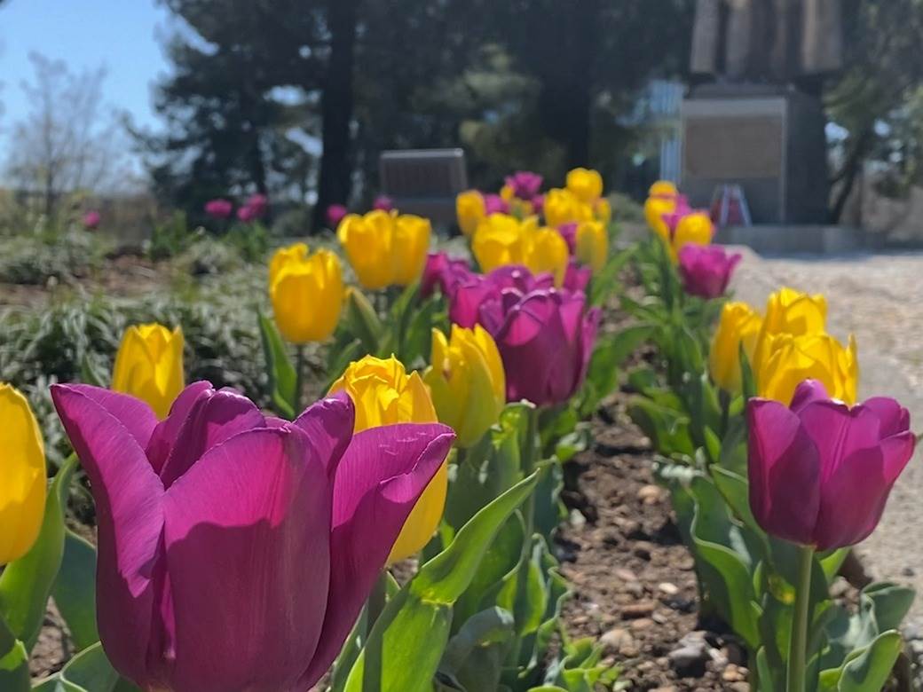  Ovo cvijeće je pogodno za sunce  