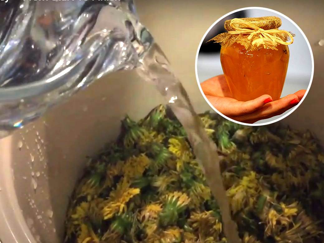  kako napraviti med od maslacka recept 