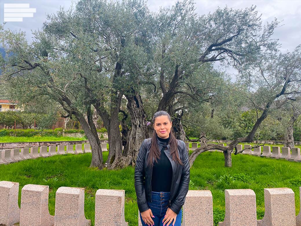  Stara maslina u Baru 