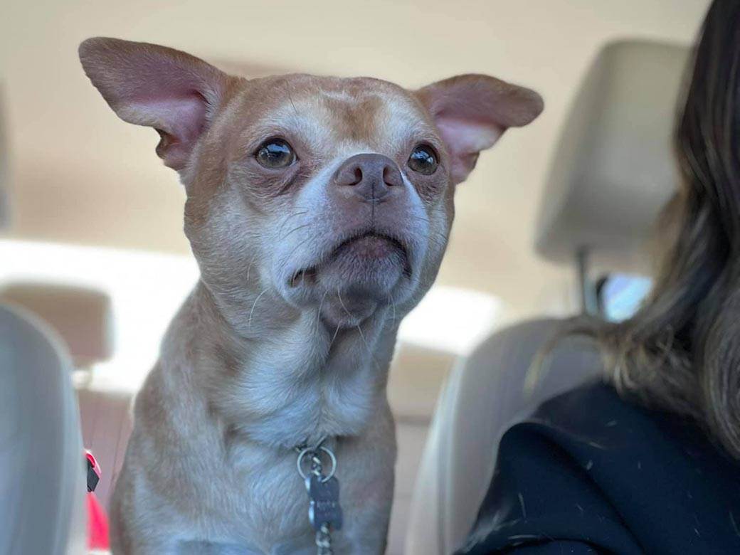  oglas za psa koji ce vas nasmijati civava 