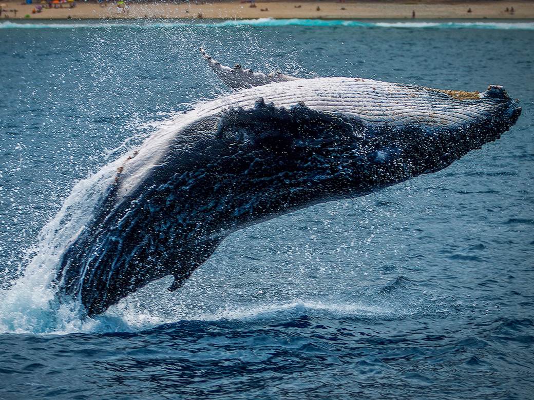  tehnologija razgovaranje sa zivotinjama 