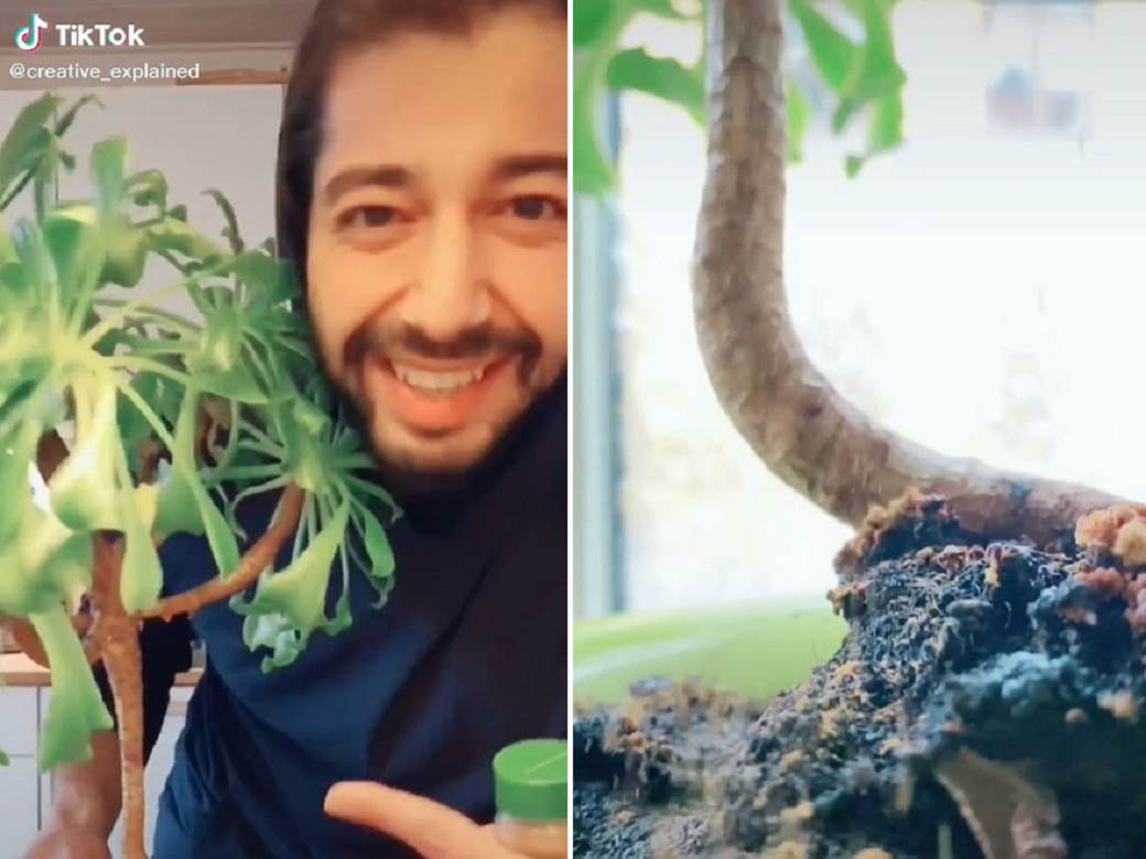  biljke preporoditi začin kuhinja 