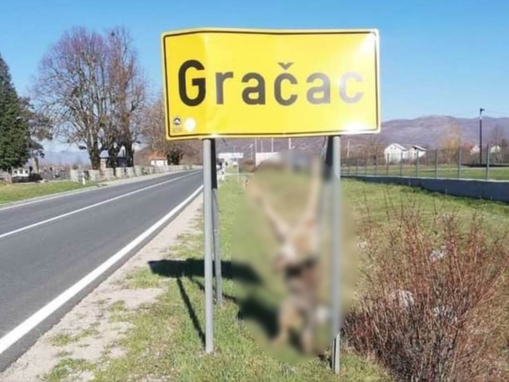  uznemirijuca slika vuka u hrvatskoj 