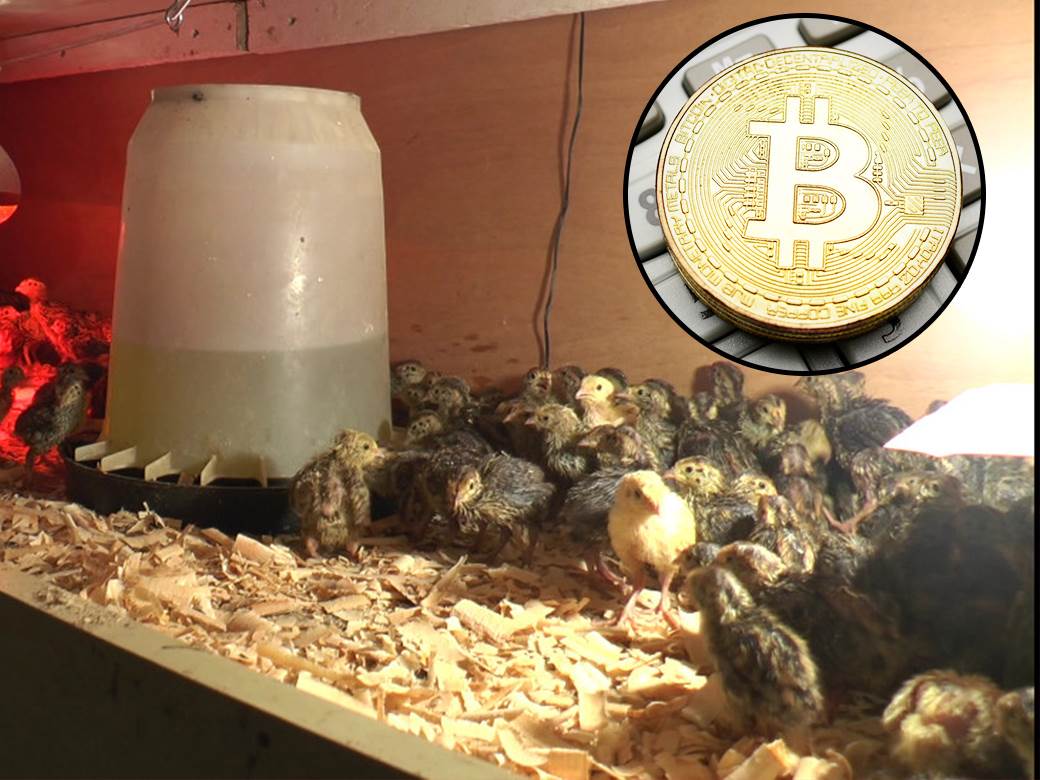  neverovatan biznis u srbiji prepelice prodaju za bitkoine 