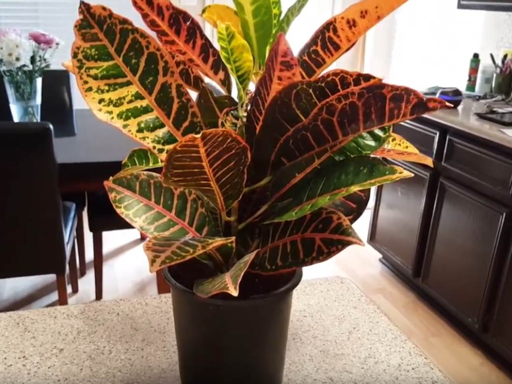  biljke koje su opasne i smrtonosne  