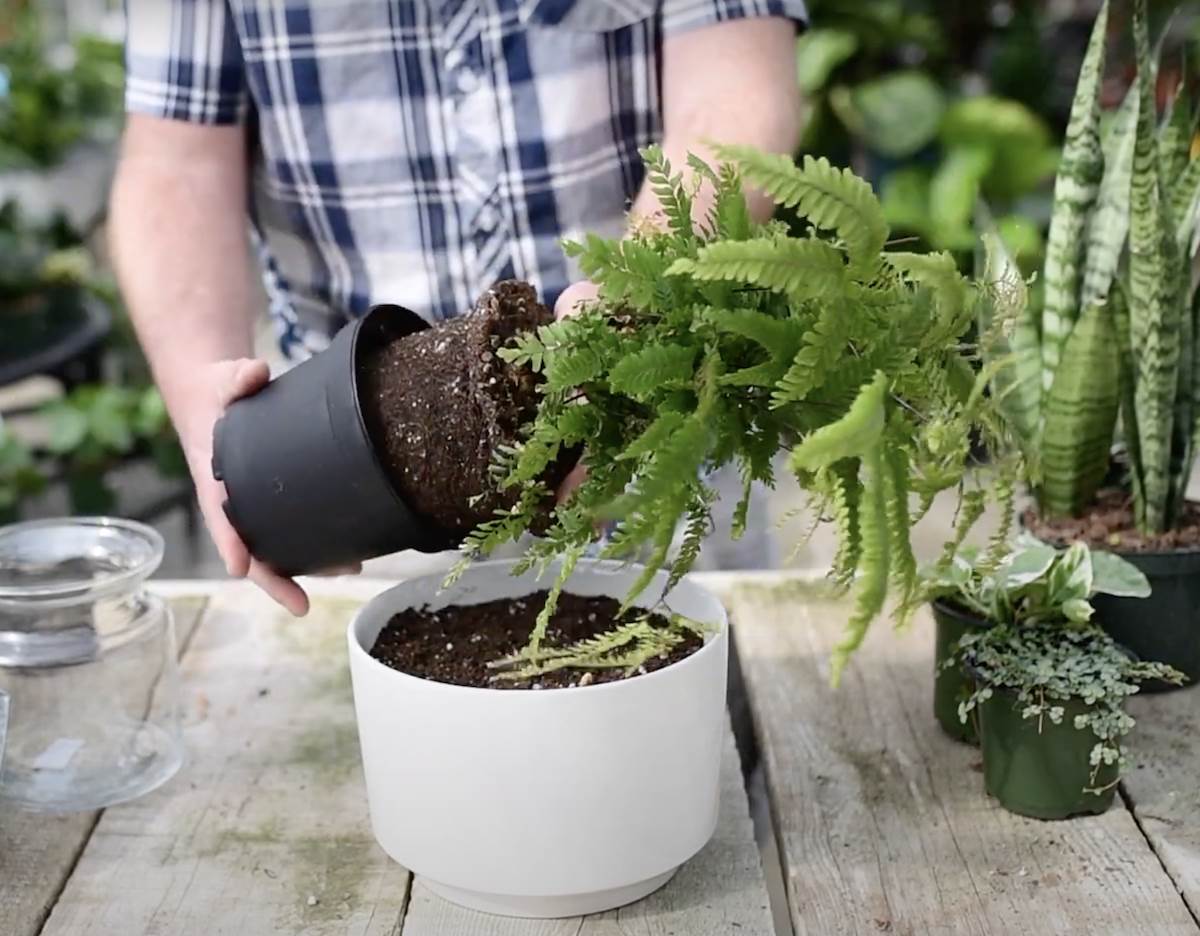  Koje saksije su najbolje? 