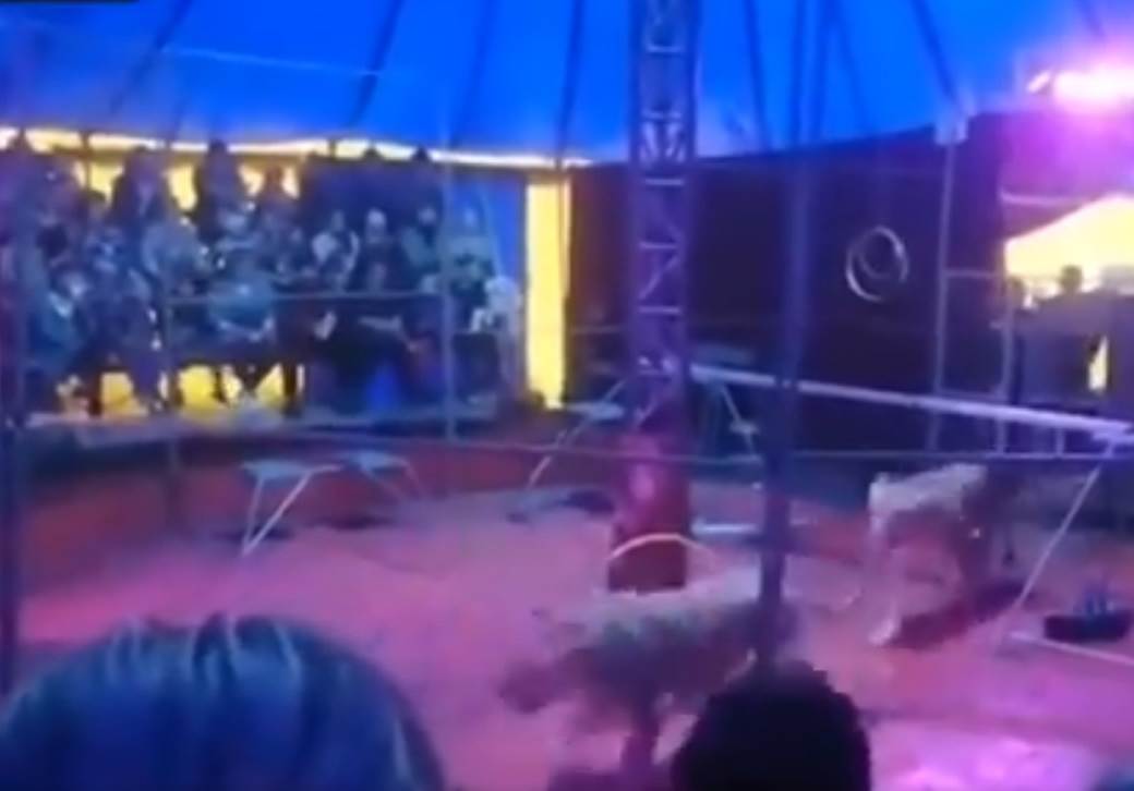  lavice napale dresera u cirkusu 