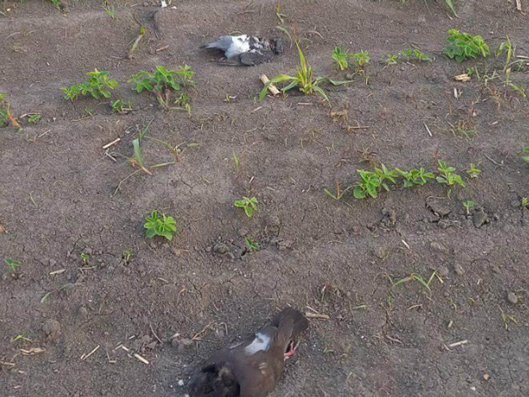  ptice pronadjene mrtve u beogradu 