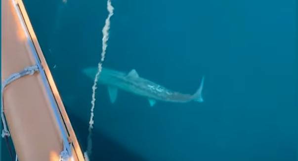  ajkula duga 6 metara kruzila oko broda 