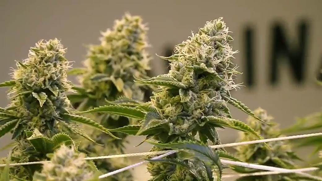  laboratorija marihuane bar 