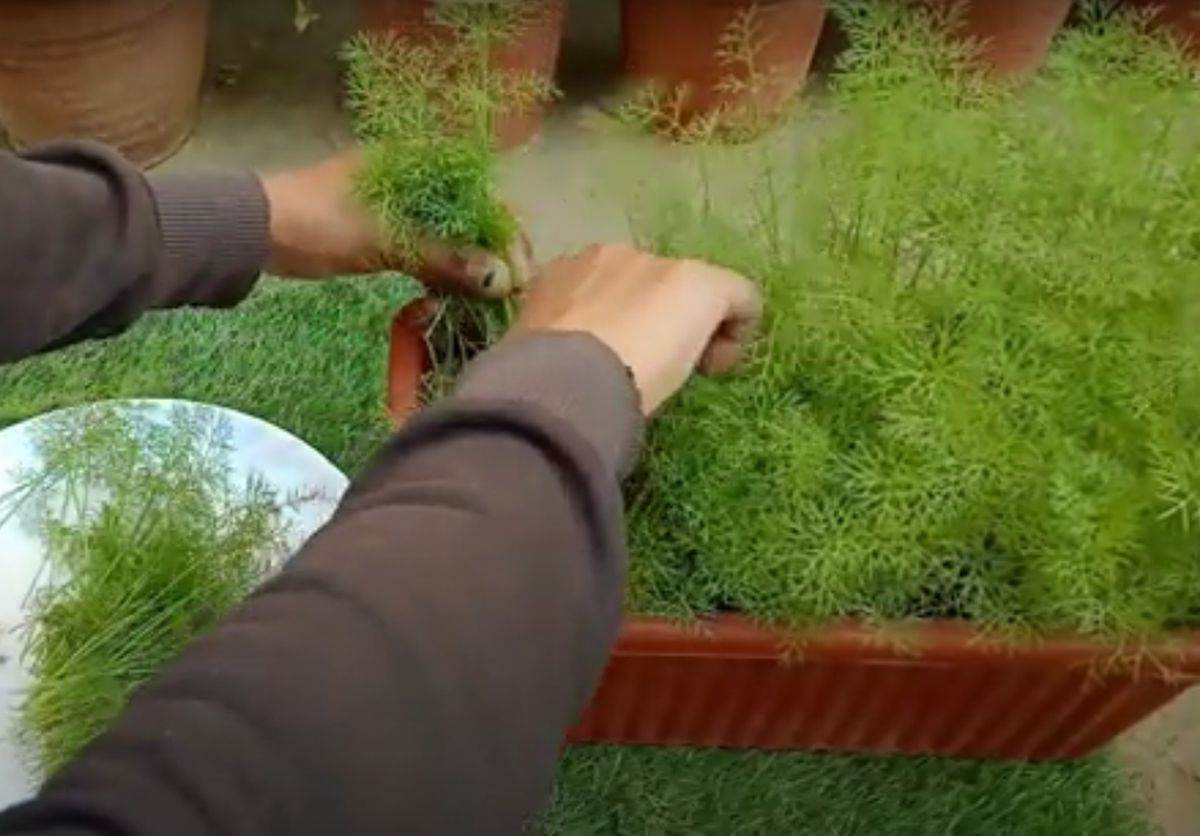  biljke koje se sade u junu 