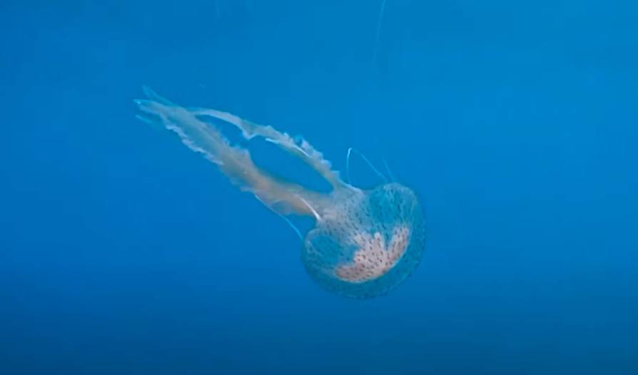  veliki broj meduza u jadranskom moru 