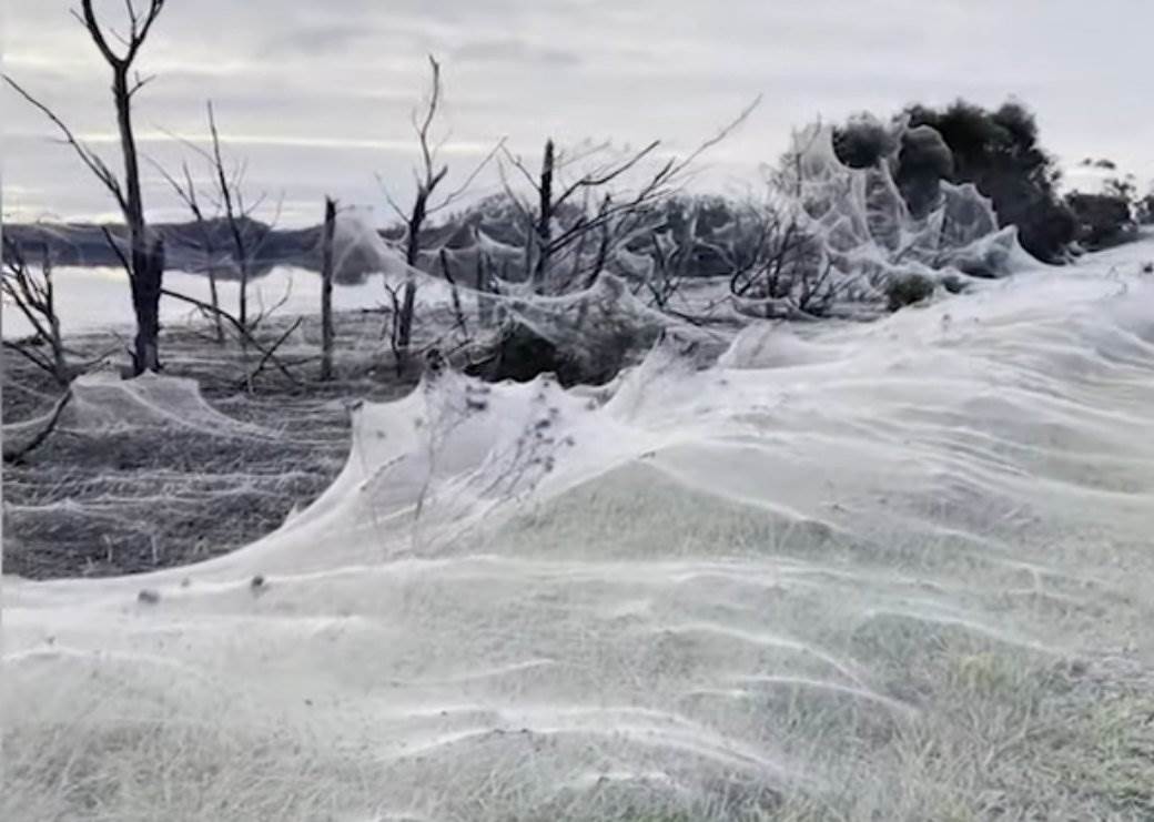  najezda paukova australija 