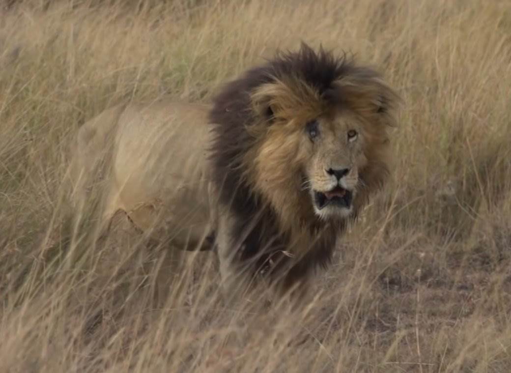  kralj lavova gledao smrti u oči 