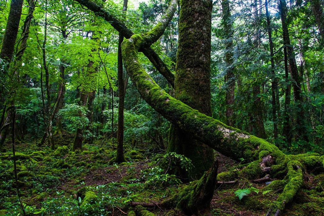   Bez sječe šuma do 2030. godine 