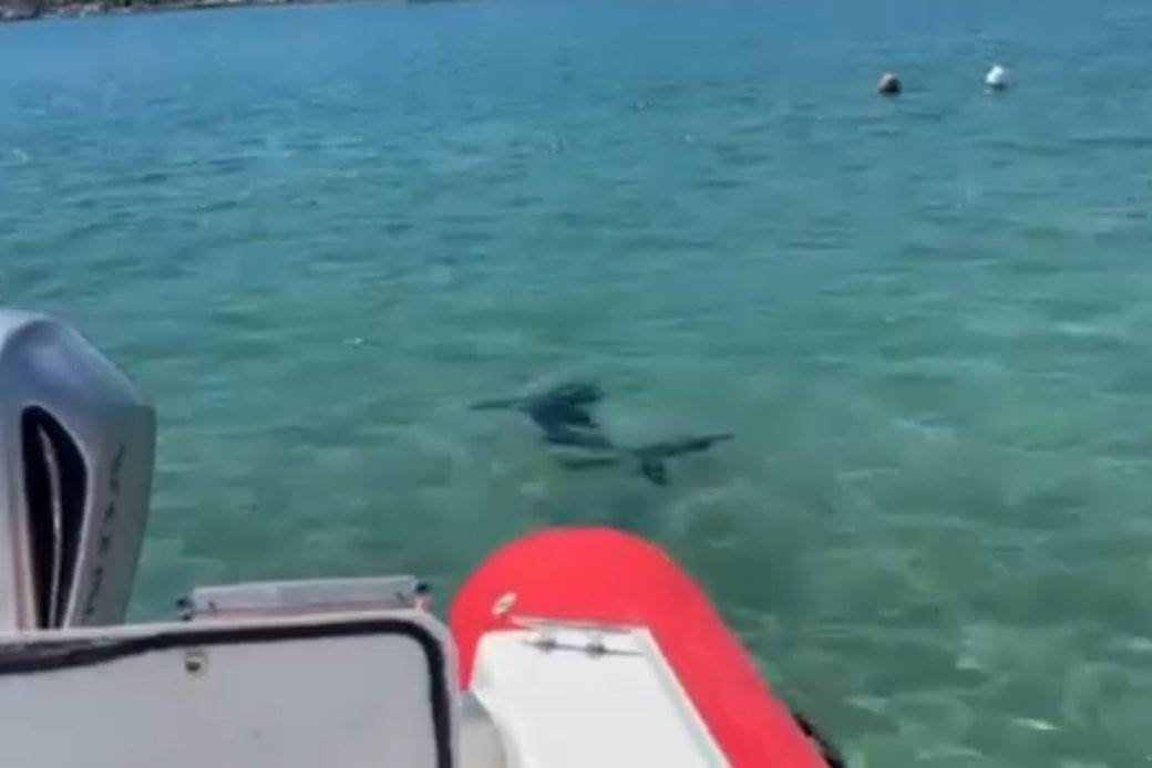  ajkula jadransko more  