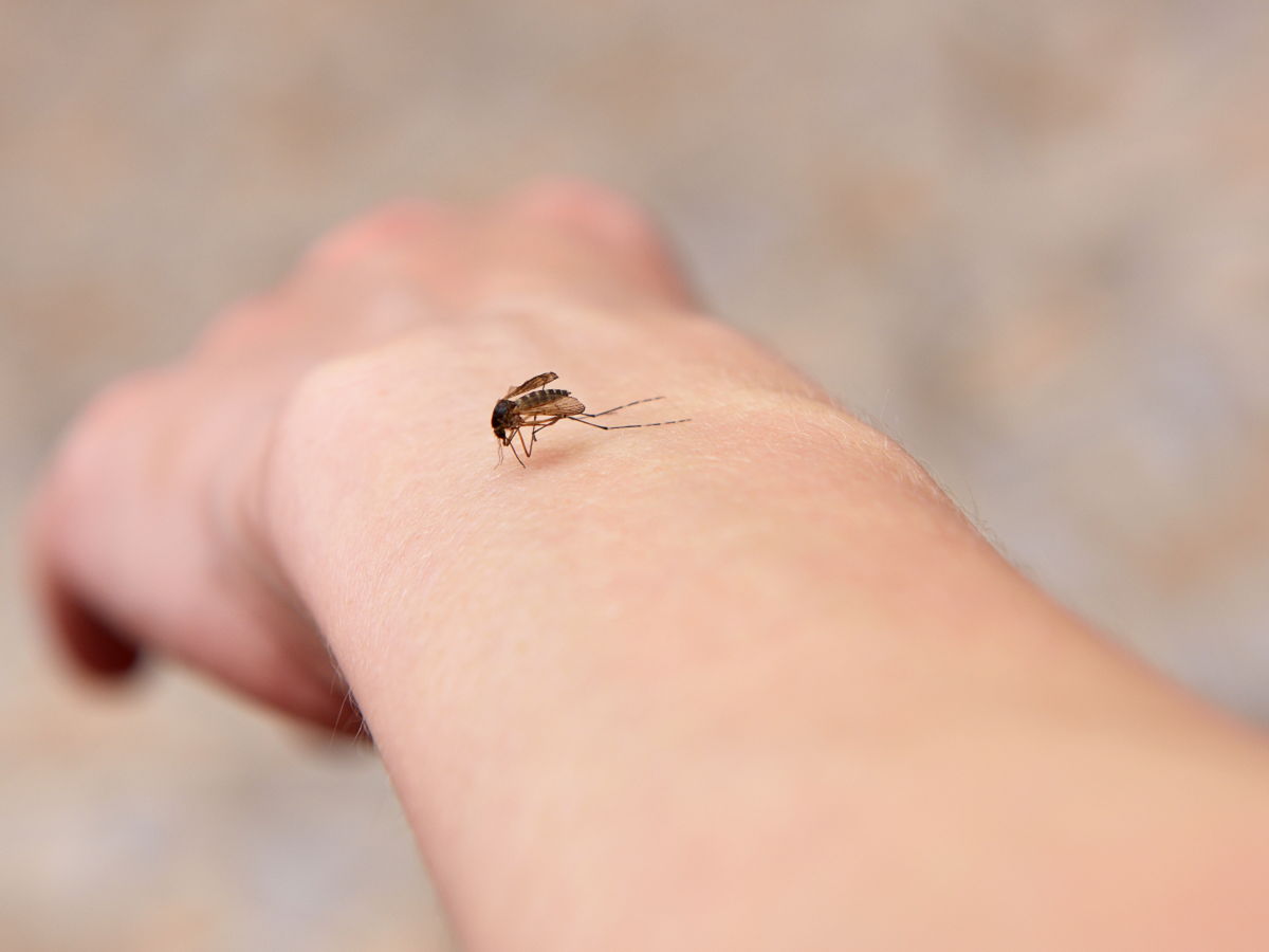  ubod komarca koji je zaražen virusom 