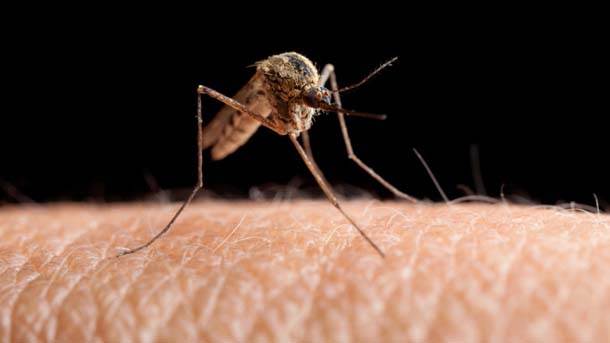  Komarci opasniji od ajkula, ali stvarno 