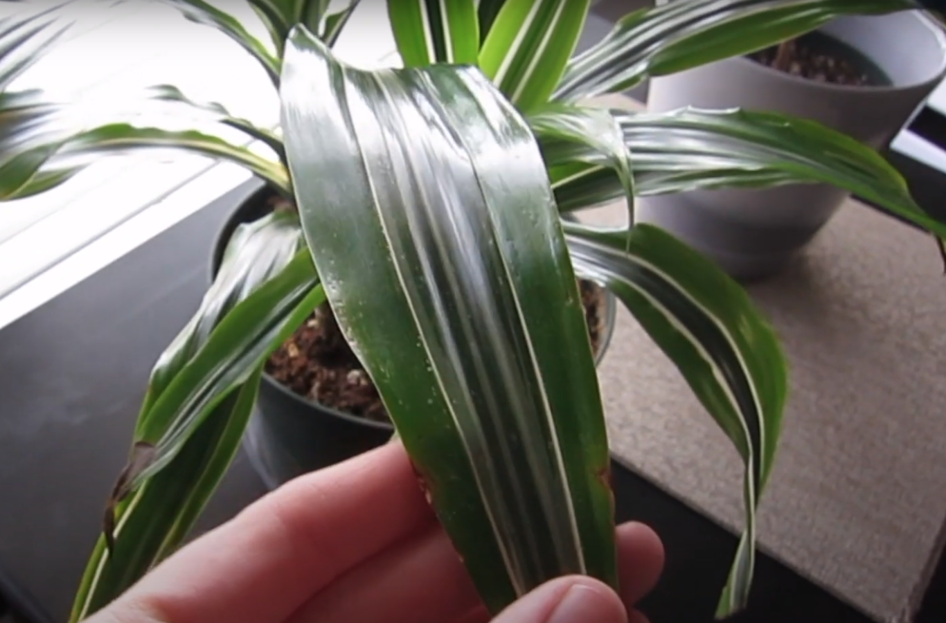  majonez za sjaj listova biljaka 