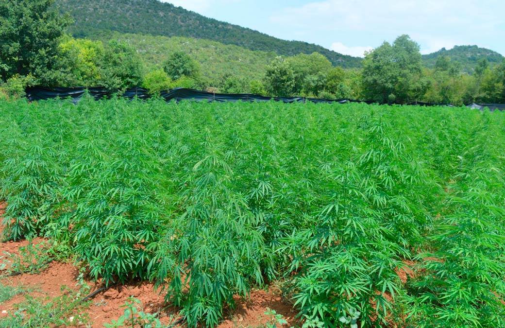  plantaza marihuane crna gora 
