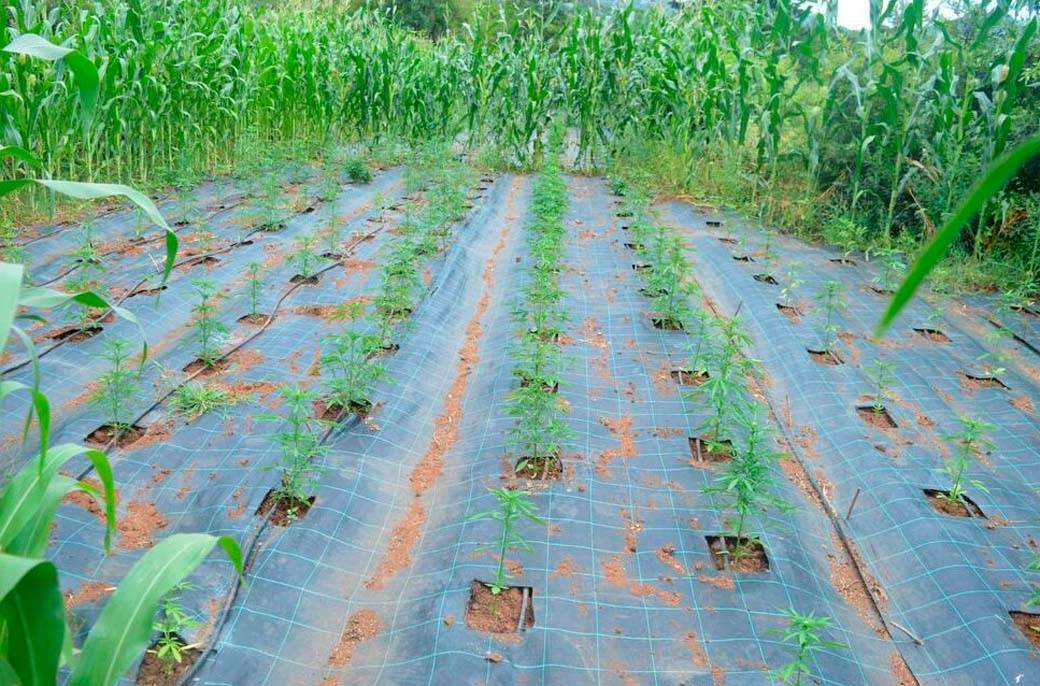  nova plantaza marihuane  