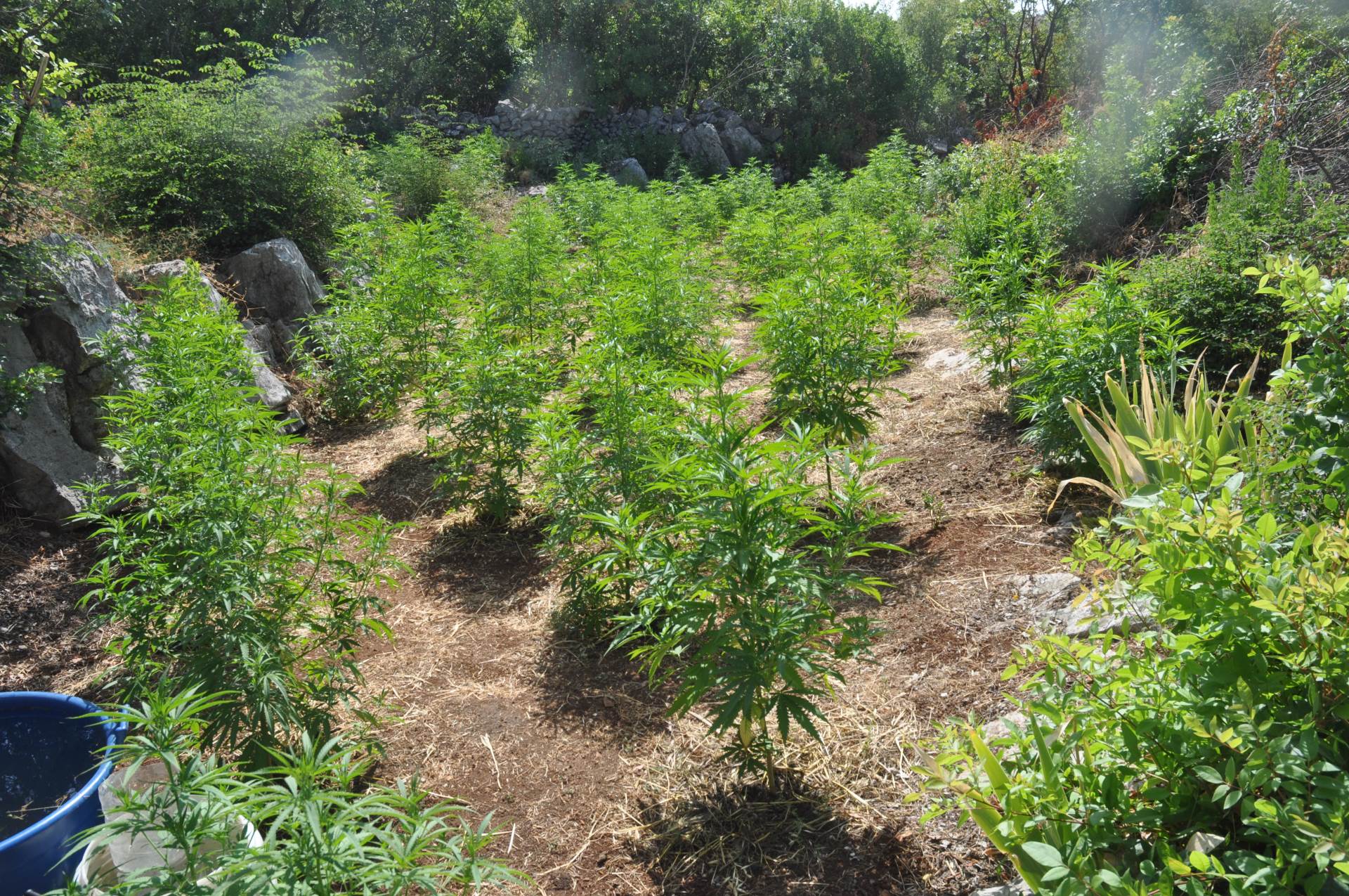  policija pronasla 120 stabala marihuane 