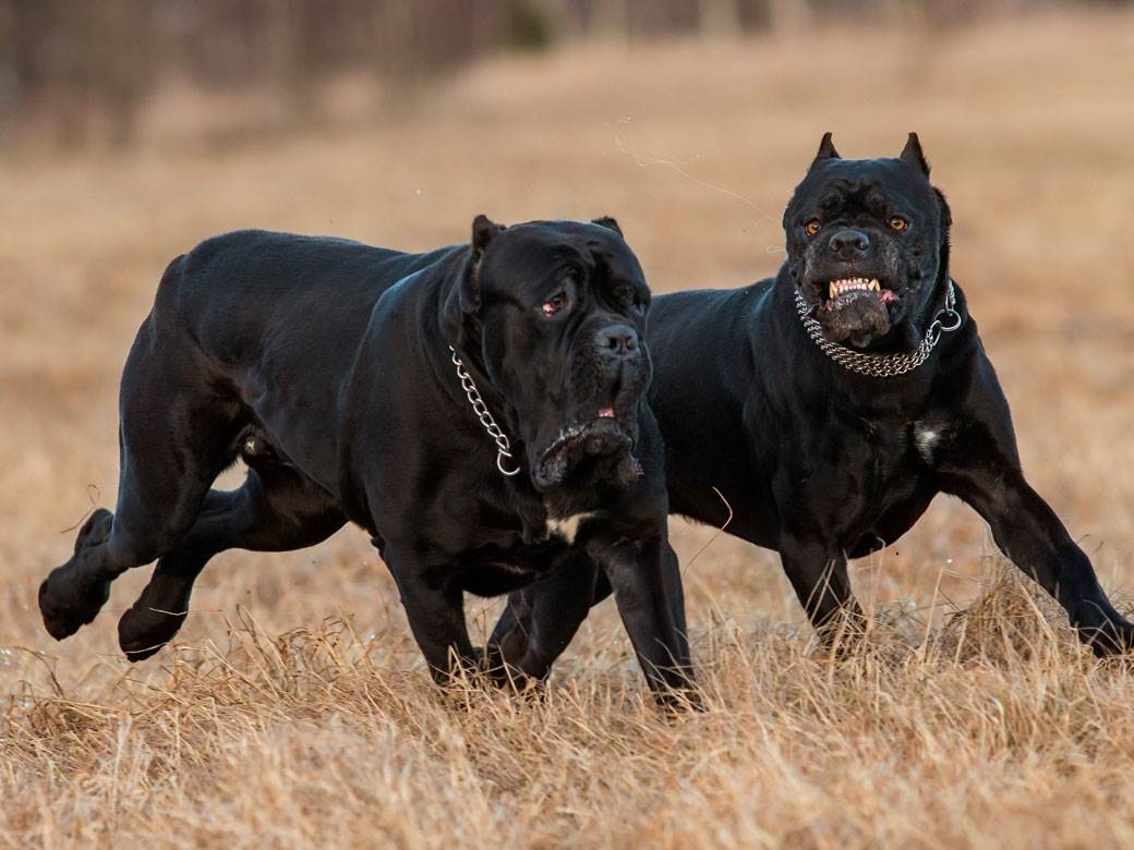  djecaka ujeo pas odmah uspavan 