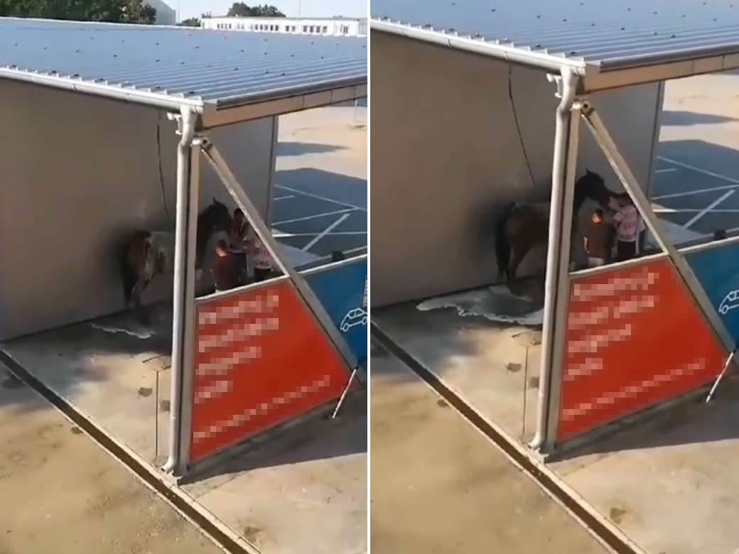  konj autoperionica novi sad 