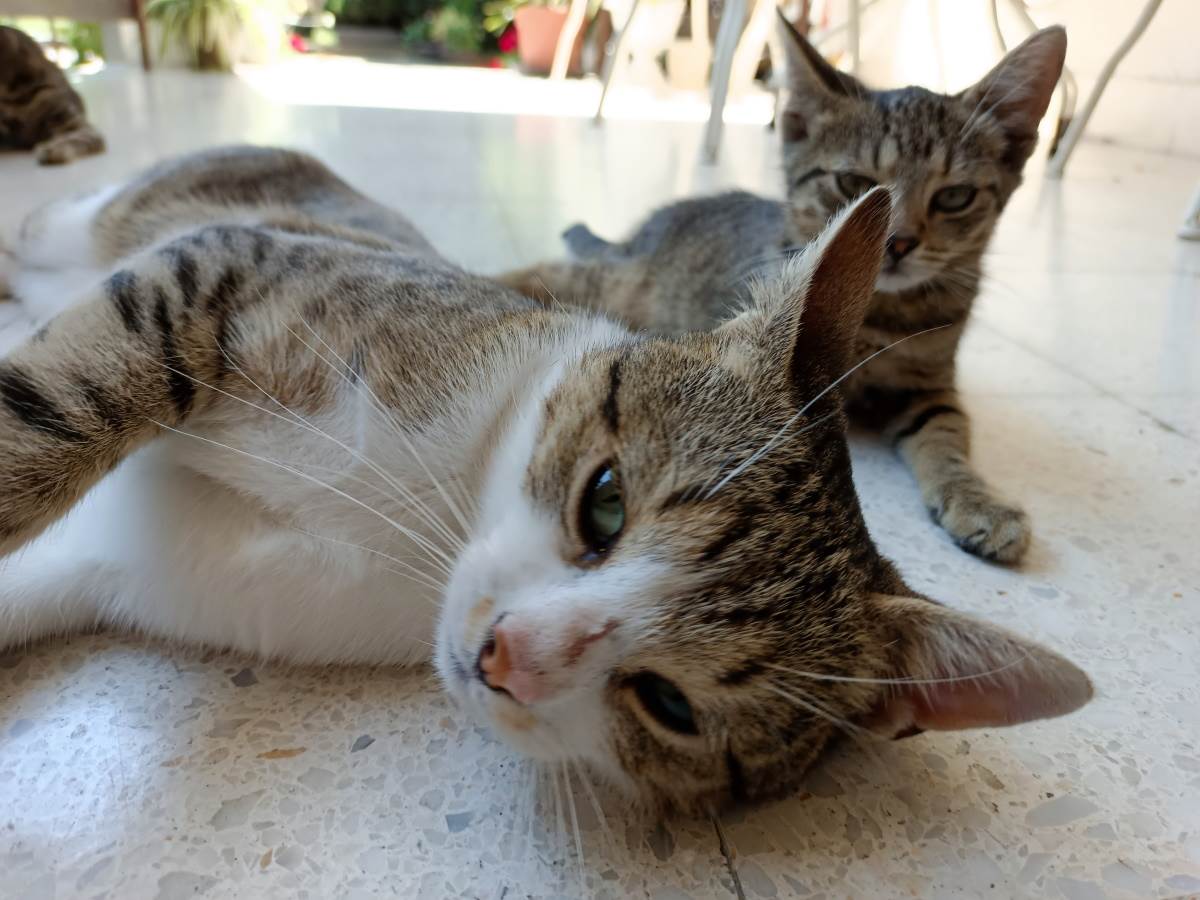  danas se obiljezava svjetski dan macaka 