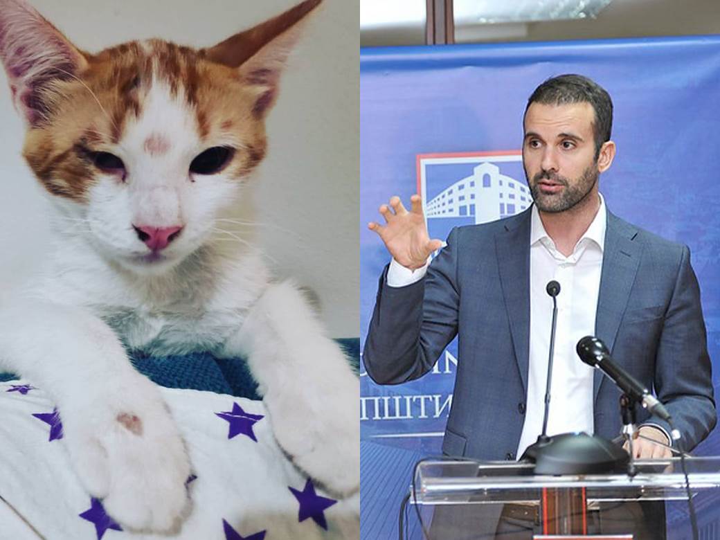  milojko spajic udomljava mačka gvida 
