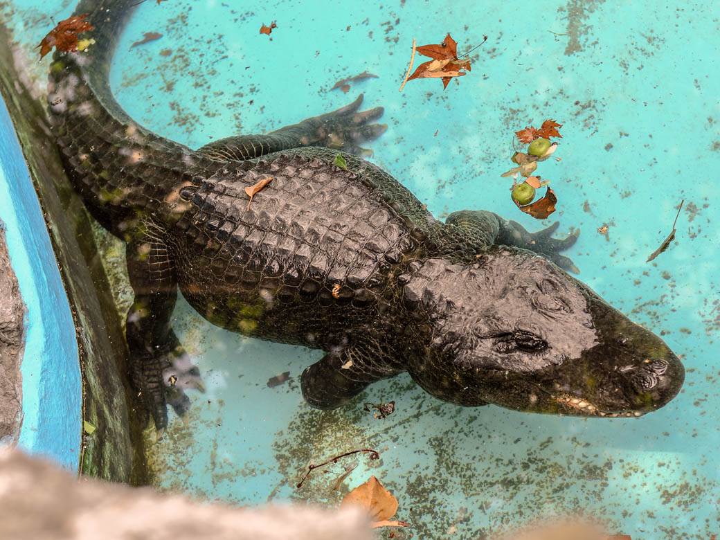  muja aligator zoo vrt beograd 