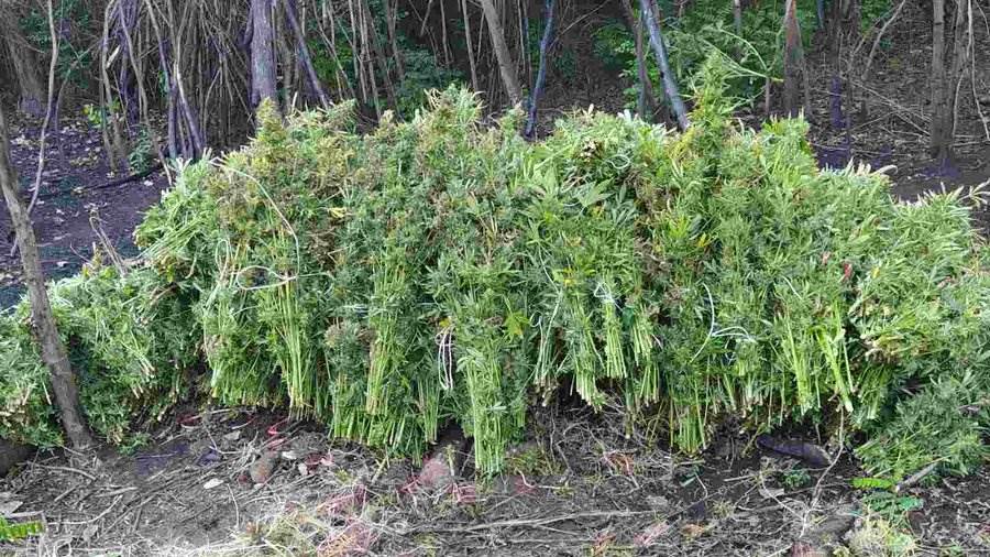  legalizovana marihuana na Tajlandu 