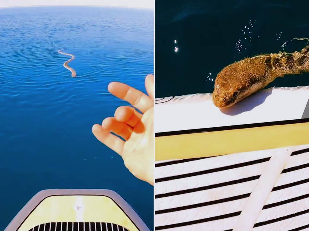  strasan snimak napada morske otrovnice 