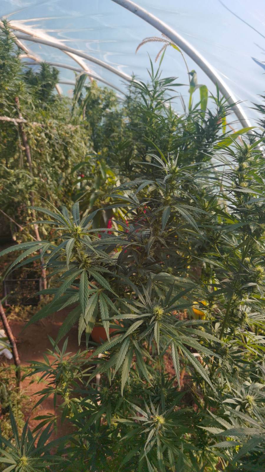  marihuana niksic policija pronasla zasad 