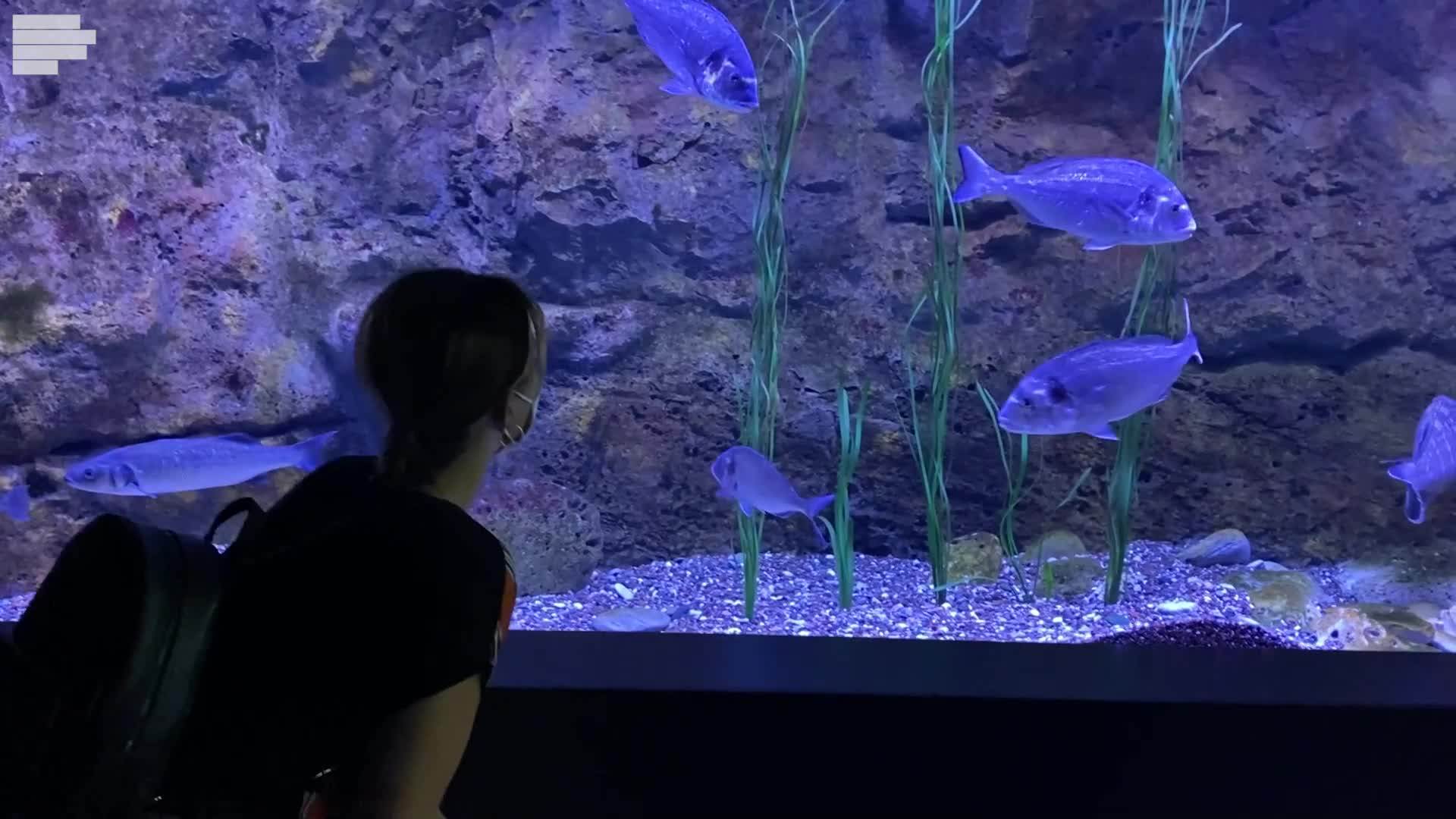  akvarijum boka posjetiti 