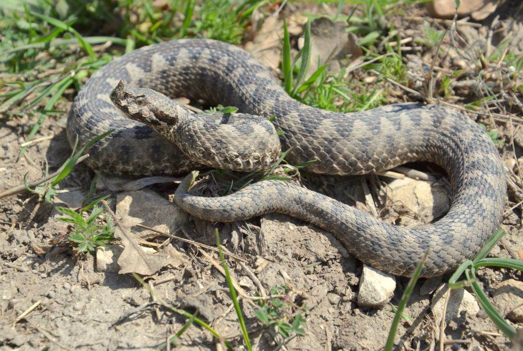  radioaktivne zmije vec godinama zive u fukusimi 