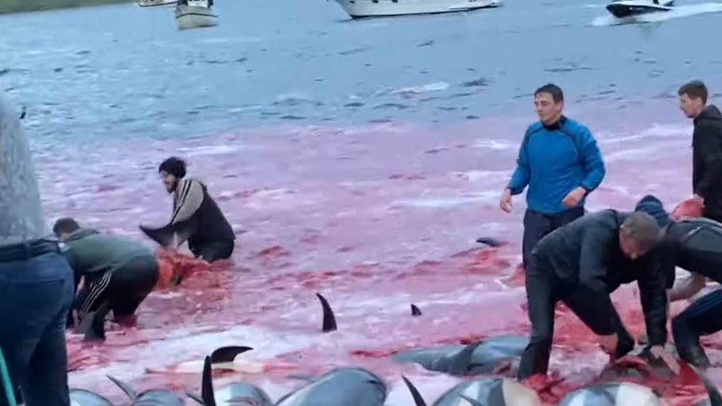  ubijeni delfini na farskim ostrvima 