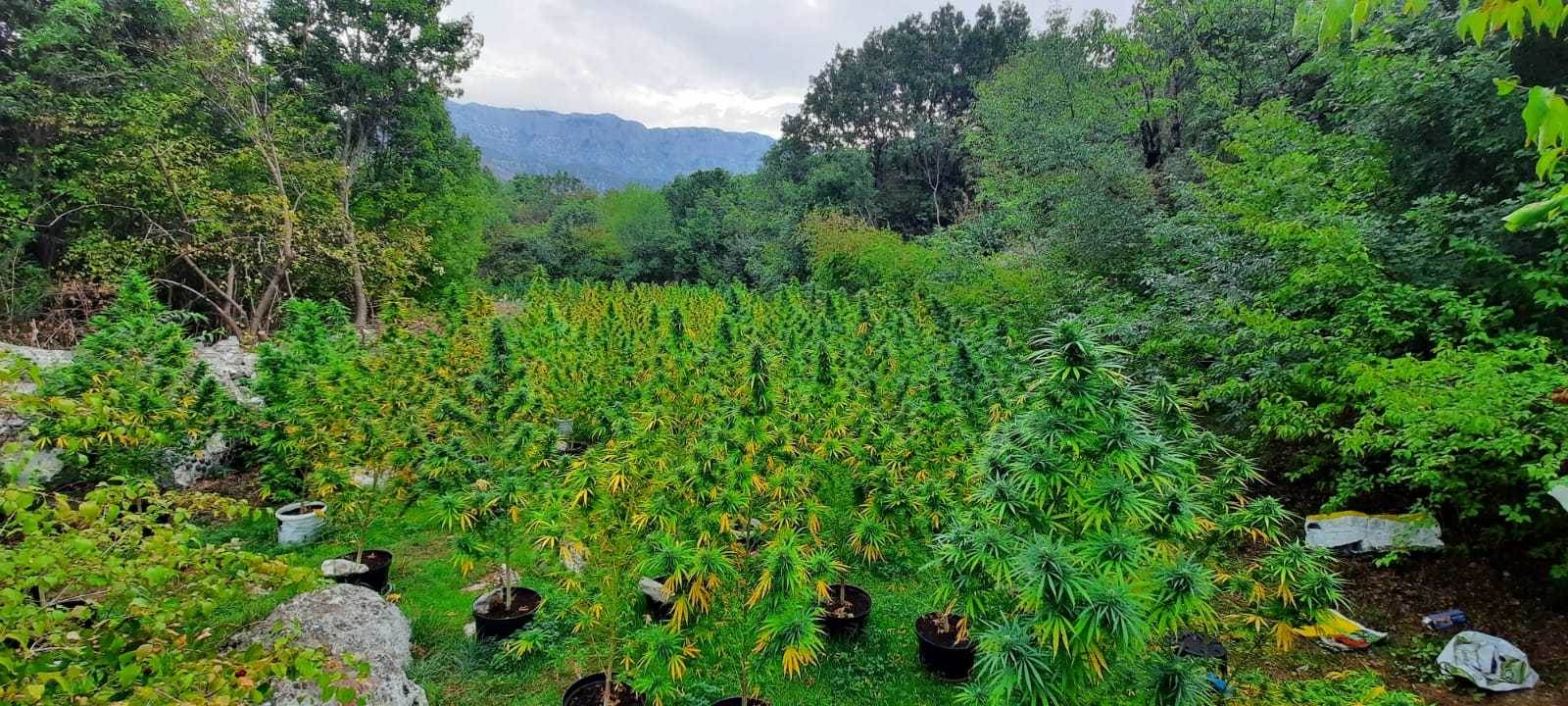  na bogetićima otkrivena 2 zasada marihuane 