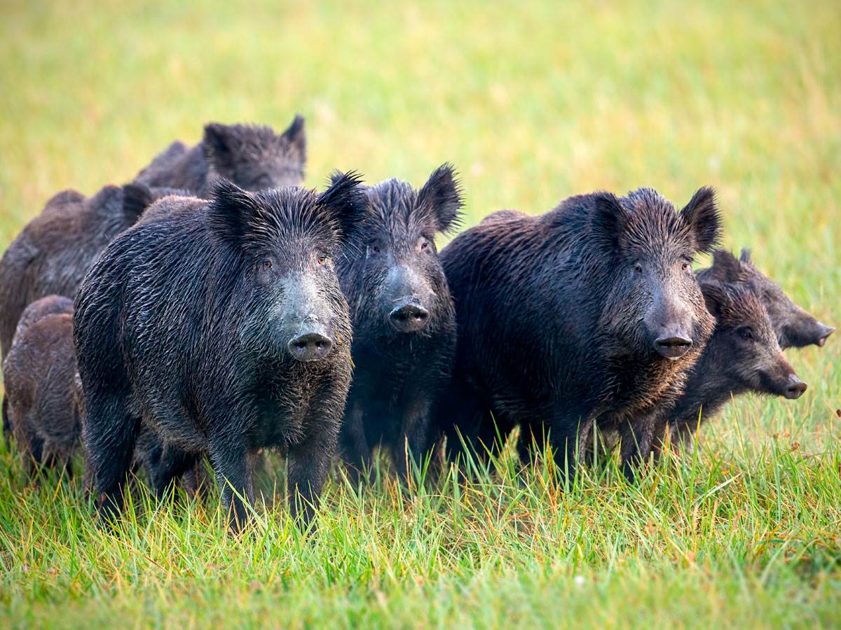  krdo divljih svinja hara hrvatskom 