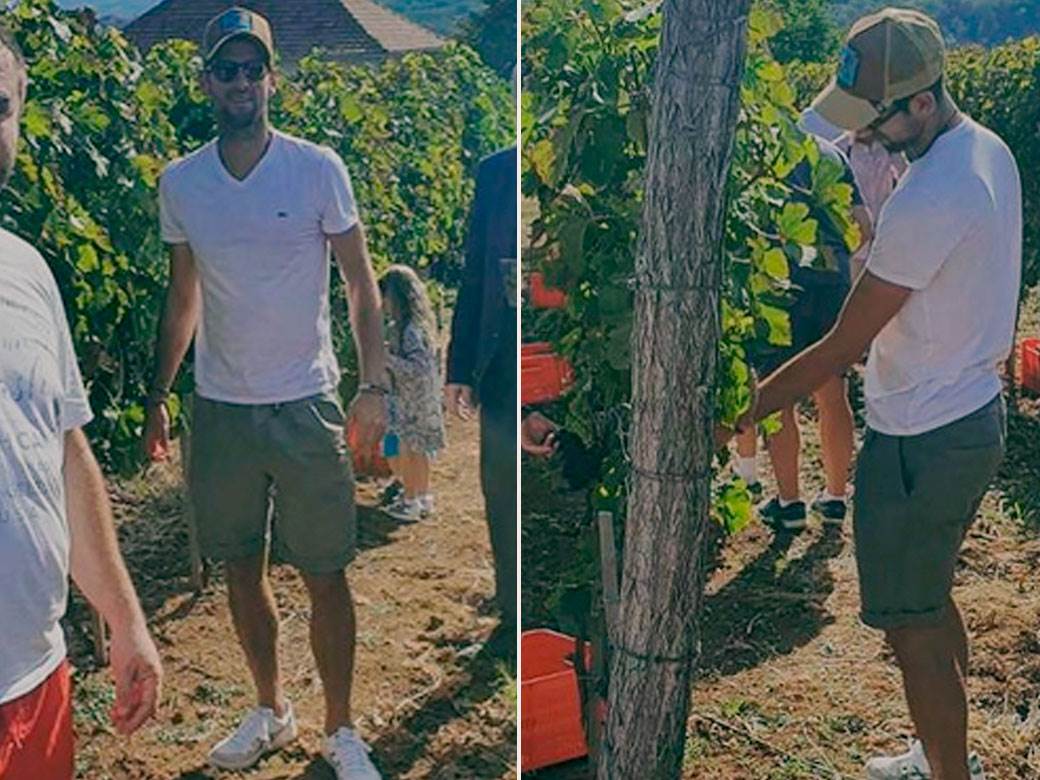  novak djokovic bere grozdje 